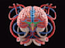 create medical illustration and diagram