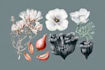 do a botanical illustration