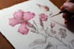 illustrate best botanical illustration