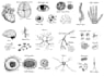 do medical and scientific line art illustration