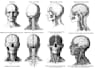 draw detailed medical illustrations