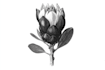 illustrate best botanical illustration