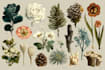 do a botanical illustration