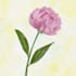 create soft botanical and nature illustrations for wellness brands and products