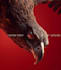 design modern graphics that elevate your business