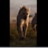 create 3d animal creature, animal character, 3d rigging, 3d printing