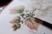 illustrate best botanical illustration