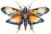 do realistic insect illustrations