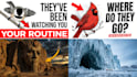 create viral faceless youtube thumbnails