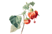 do a botanical illustration