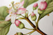draw highly detailed line art and botanical illustrations
