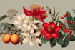 illustrate best botanical illustration