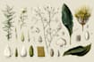 illustrate best botanical illustration