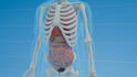 create professional 3d medical animation and visualization
