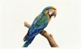 draw your pet in watercolors