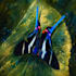 papillon no 01 exclusivo