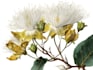 create a botanical watercolor illustration