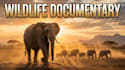 create cinematic ai wildlife documentary videos