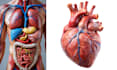 create 3d medical animation, surgery animation, medical explainer video