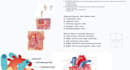 help you understand anatomy