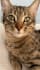 create a ugc video feauturing my cat