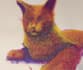 paint an abstract pet portrait