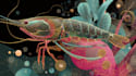 do medical and scientific illustrations