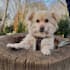 create dog ugc videos for pet brands