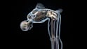 create premium 3d medical animation videos