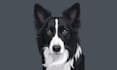 do custom pet portrait vector using ai