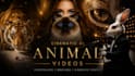 create cinematic ai animal videos