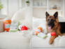 take lifestyle and creative pet product photography