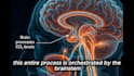 create 3d respiratory system and anatomy medical animation