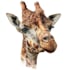 hand painted realistic watercolor animals illustration