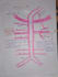 create anatomy and physiology revision notes