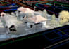 do point cloud extraction to 2d and 3d autocad drawings