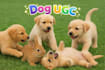 create dog ugc videos for your pet product and services