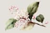 illustrate flowers, leaves, herbs, and botanical elements