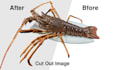 professional cut out image service