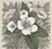 create a beautiful vintage botanical illustration