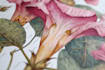 draw a botanical illustration