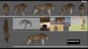 do 3d animal animation, vfx compositing 3character ,3d creature tiger for film