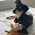 create natural and engaging lifestyle and wellness pet ugc