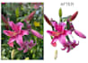 edit you photos remove background lighten main subject