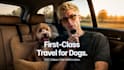 dog ugc video ad and ugc dog video