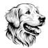 draw your dog or any pets into cartoon