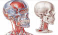 draw detailed medical illustrations
