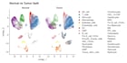 analyze rna seq GEO tcga data and create figures