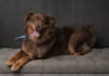 create pet ugc ads