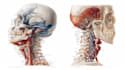 draw detailed medical illustrations